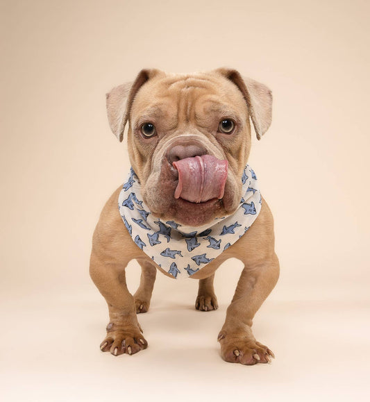 Jawz Dog Bandana