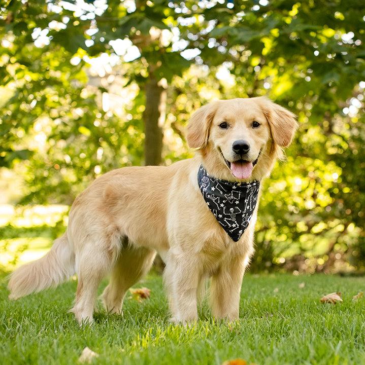 Skeleton Dog Bandana