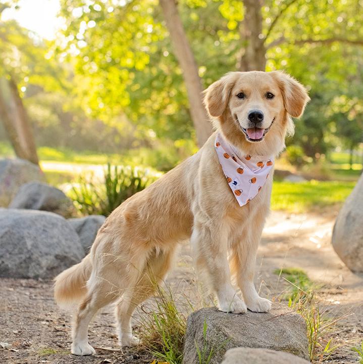 Pumpkins Dog Bandana