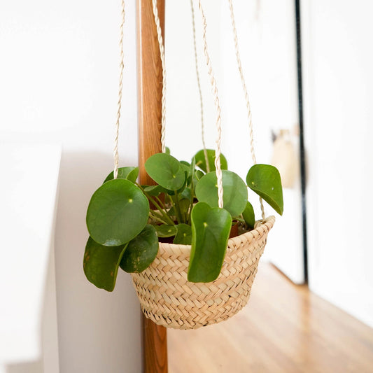 Everglades Hanging Planter